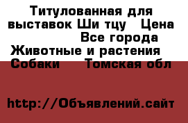 Титулованная для выставок Ши-тцу › Цена ­ 100 000 - Все города Животные и растения » Собаки   . Томская обл.